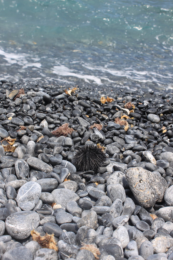 Sea urchin, Bãi biển, tôi à?, Pebble, nước, Hy Lạp, mùa hè