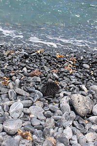 sea urchin, beach, sea, pebble, water, greece, summer