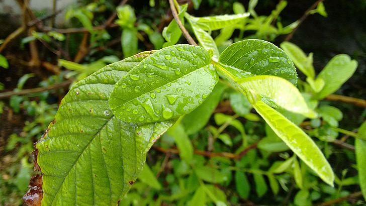 nature, post rain, rain, drop, water, plant, guava leaf