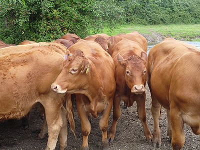 Корова, крупный рогатый скот, ферма, животное, Животноводство, сельскохозяйственные животные, сельской местности