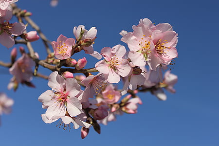 Primavera, flor, flores da Primavera, natureza, Erik, -de-rosa, árvore