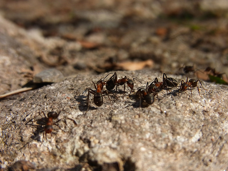 insekt, steklar, Ant, röd trä Myra, Formica rufa, skogen, djur