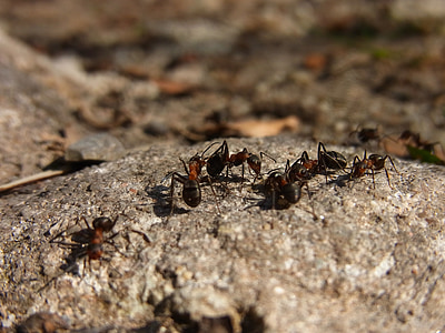 насекоми, Hymenoptera, мравка, червено дърво мравка, Formica rufa, гора, животните