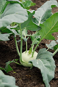 rzodkiewka, warzywny, warzywa, jeść, łóżko, ogród, odżywianie