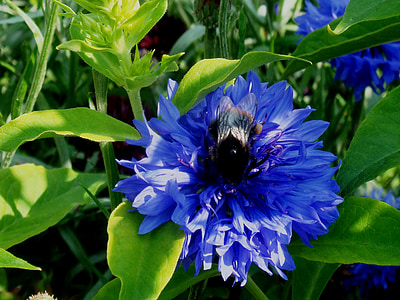 blue, flower, bumblebee, nature, garden, summer, garden plant