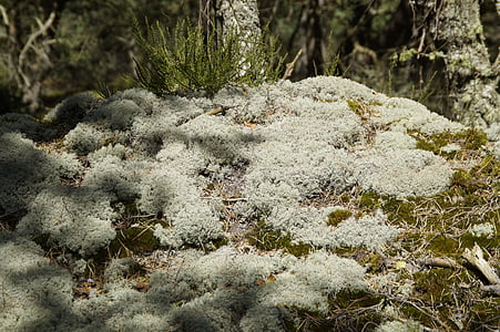 lichen, moss, fouling, plant, nature, green, vegetation