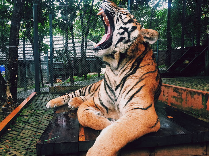 animal, gato grande, Close-up, Tigre, gato salvaje, flora y fauna, Parque zoológico