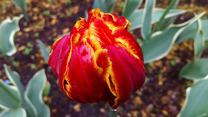 Tulipa, broto, flor, gotas de água, pingos de chuva, macro, closeup