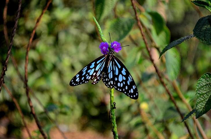 blue tiger, butterfly, insect