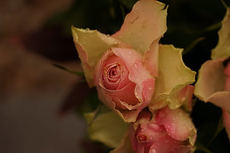ruže, kvapky vody, makro, kvety, dažďová kvapka, Makro fotografie, ruže kvet