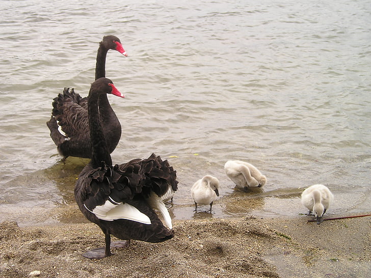new zealand, swans, black, swan, family, lake