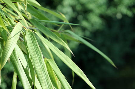 Reed, blade, grøn, natur
