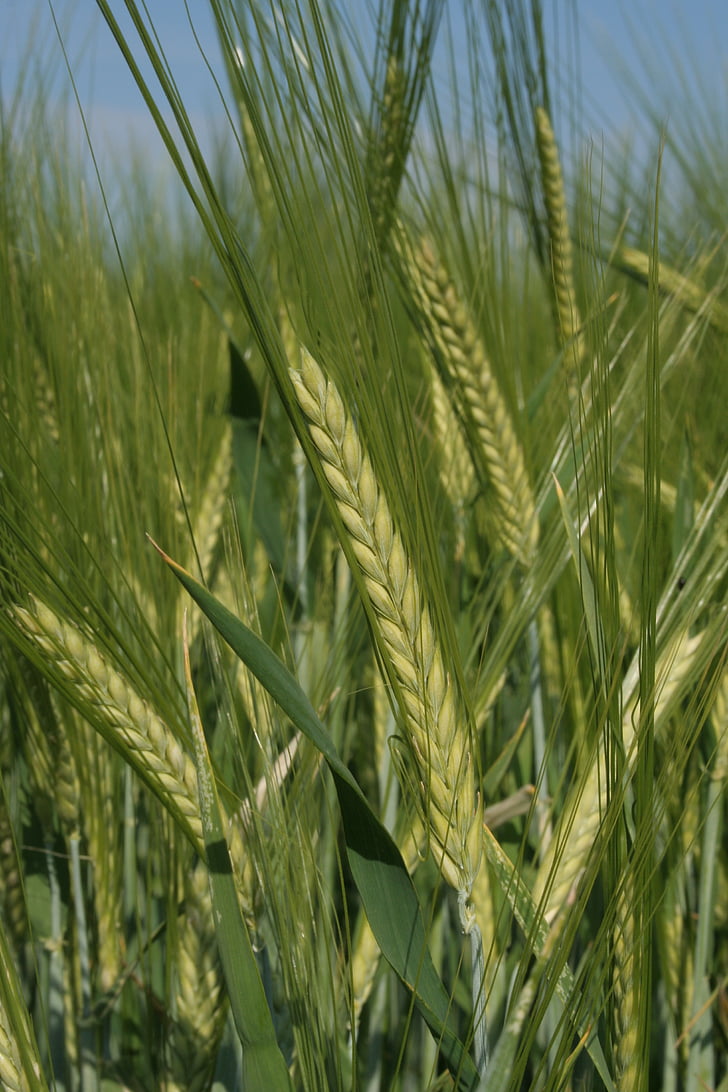 barley, cereals, field, barley field, nature, ear, grain