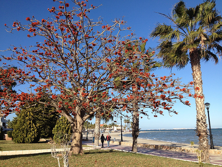 spring on a beach, beech, red leaves, nature, beach, sea, travel