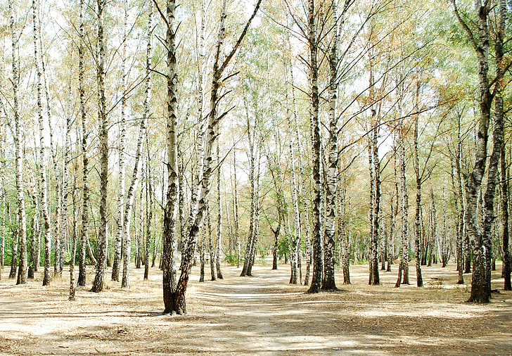 Birch, hutan pohon birch, hutan, Rusia, alam, liburan