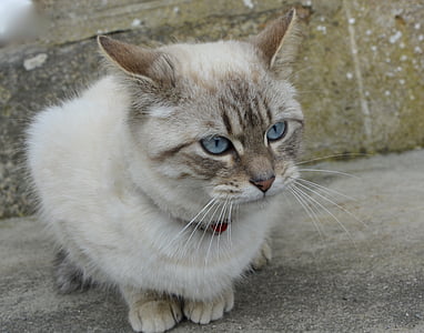 kočka, modré oči, zvíře, kočičí oči, Domácí zvířata, kočkovitá šelma, kočka domácí