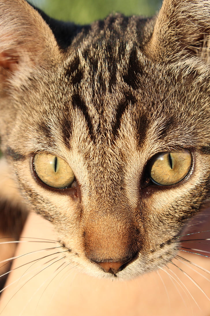 macska, szemét, állat, macska szembenéz, sárga szemek, cica, nézd