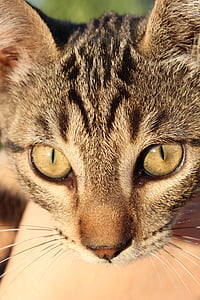 кошка, глаза, животное, кошку лицо, желтые глаза, котенок, Смотреть