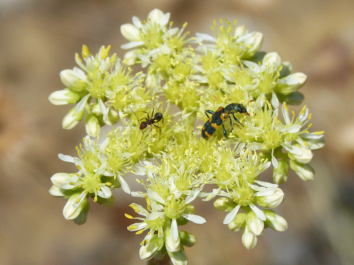 trichodes apiarius, coleoptera, beetle, black and yellow, gross floor, flower