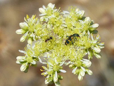 trichodes apiarius, coleoptera, ด้วง, สีดำและสีเหลือง, ชั้นรวม, ดอกไม้