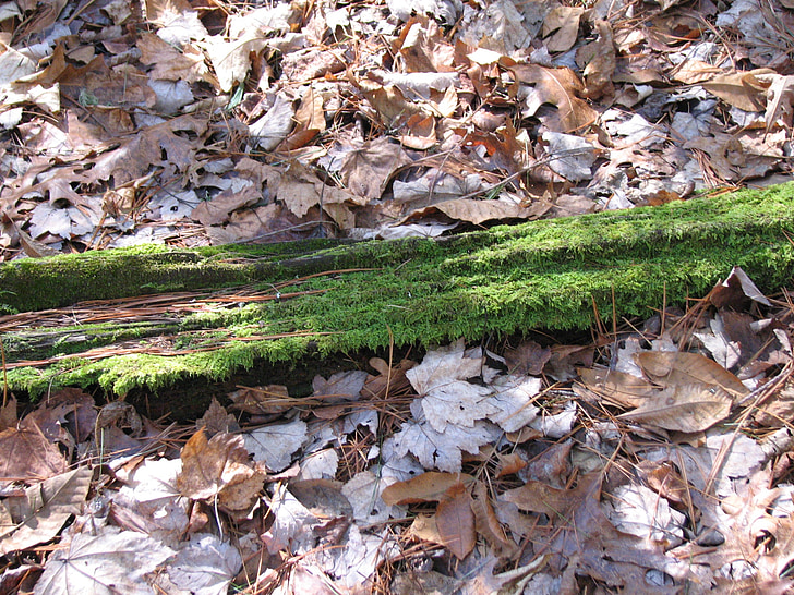 Moss, boom, loof, bos, natuur, milieu, Woods