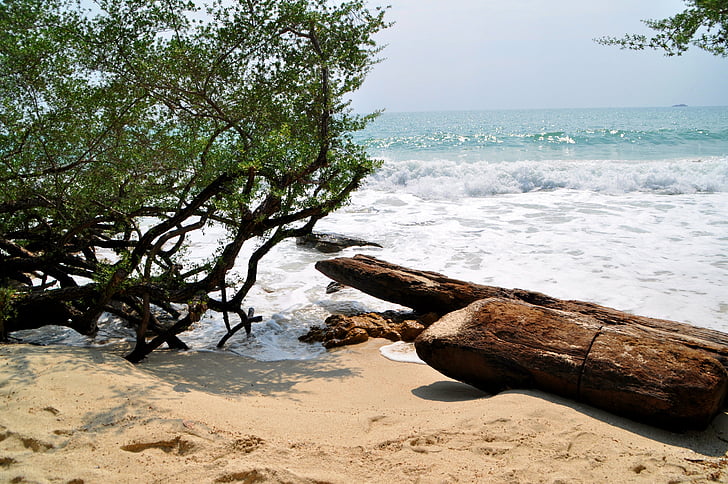 morze, Plaża, Drift wood, piasek, Latem, piękne plaże, Natura