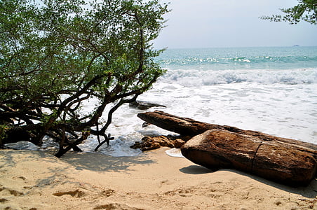 jūra, paplūdimys, dreifo medienos, smėlio, vasaros, puikūs paplūdimiai, Gamta