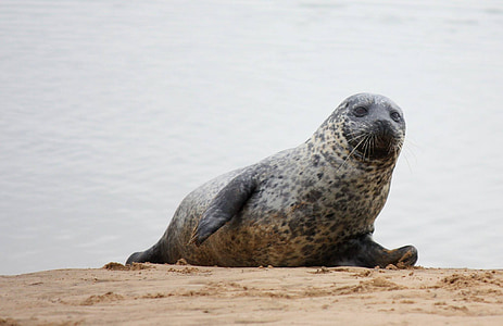 Seal, Beach, Wildlife, Ocean, natur, kyst
