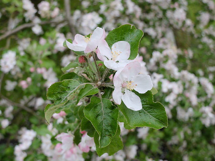 pomlad, junija, jabolko, drevo, zelena, cvetje, cvetoče