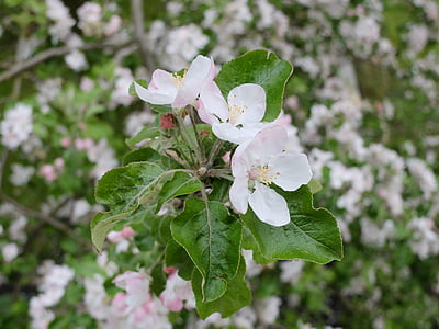 spring, june, apple, tree, green, flowers, flowering