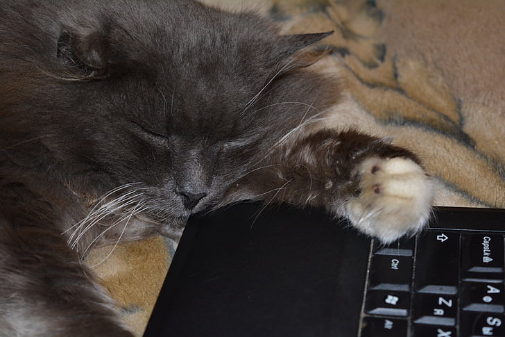 кішка, мрія, ПЕТ, ноутбук, шлунок, спокій, втома