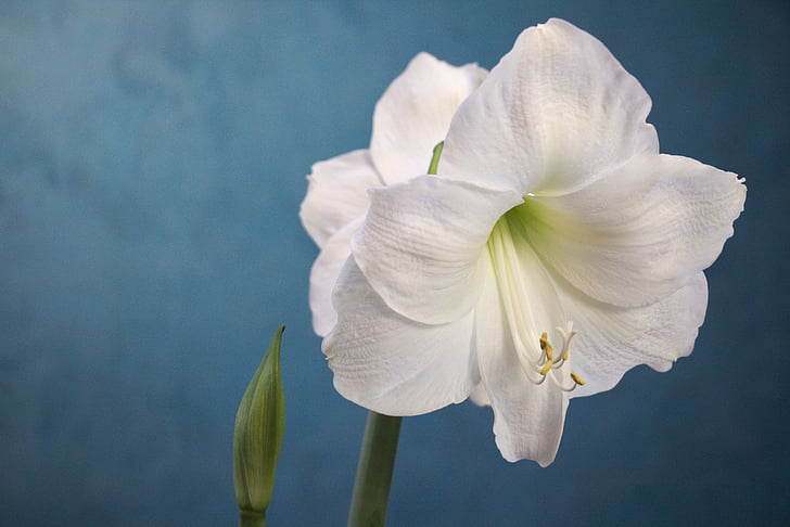 Amarylis, bílá, květ, zahradnictví, závod, bílá barva, okvětní lístek