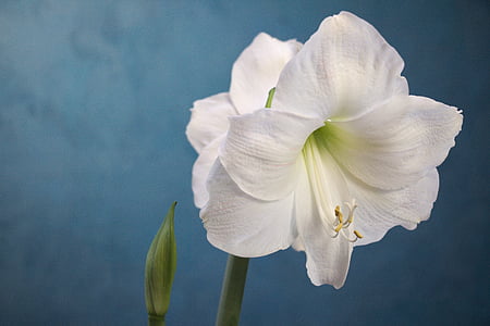 Amarylis, bílá, květ, zahradnictví, závod, bílá barva, okvětní lístek