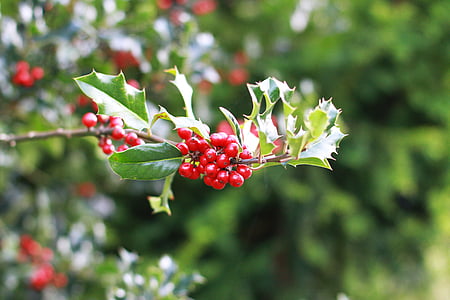 branch, red, berry, thistle, plant, berry red, fruit