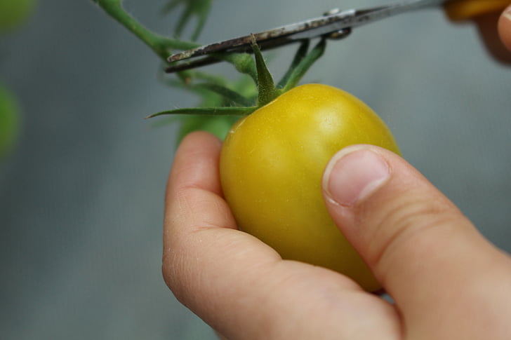pomodoro, pianta, naturale