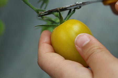 tomate, plante, naturel
