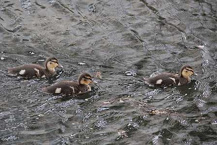 young mallard chicks, on the lake, animal children, chicks, mallard, anas platyrhynchos, species