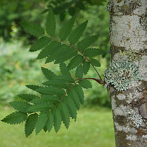 Serbal, Sorbus, árbol de hoja caduca, árbol