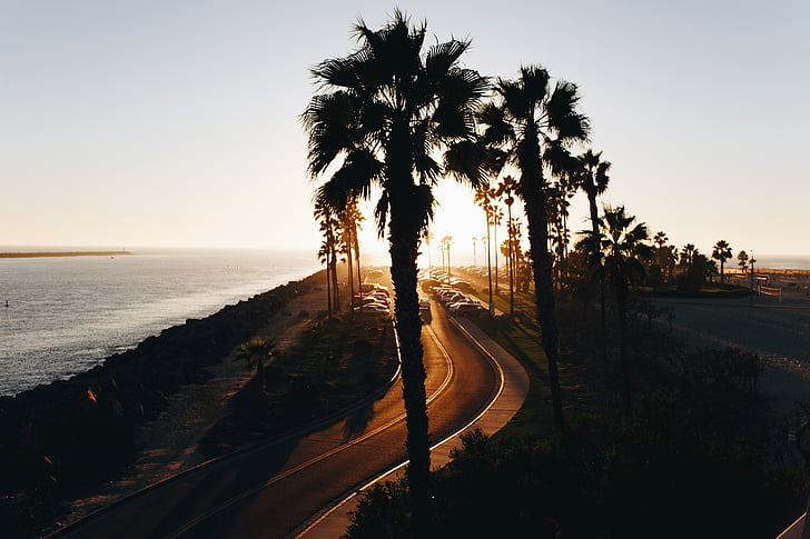 laranja, estrada, pôr do sol, praia, oceano, árvore, Palm beach