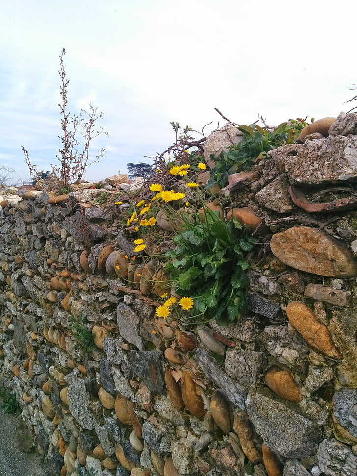 wall, flowers, yellow, nature, spring, tree, outdoors
