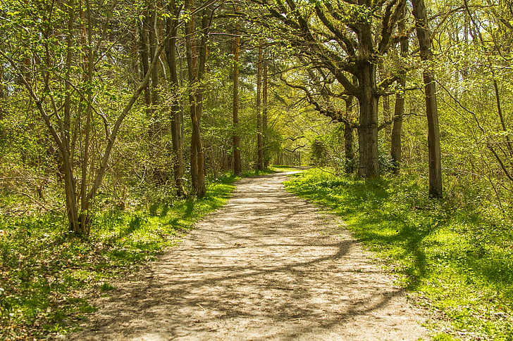 forest road, nature, england, trees, forest, tree, footpath