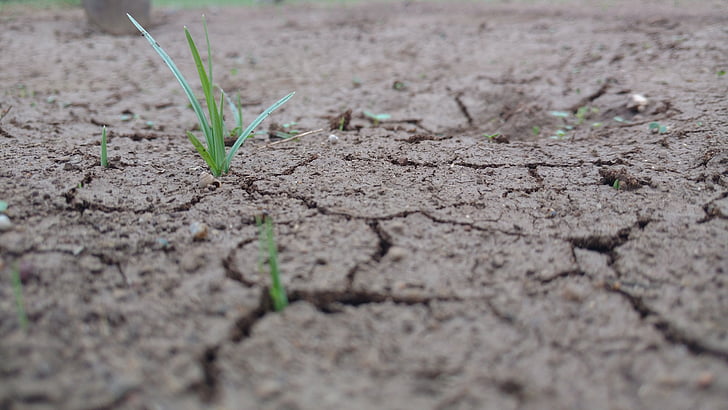 piesok, tráva, Zelená, crack, dážď, Dirt, poľnohospodárstvo