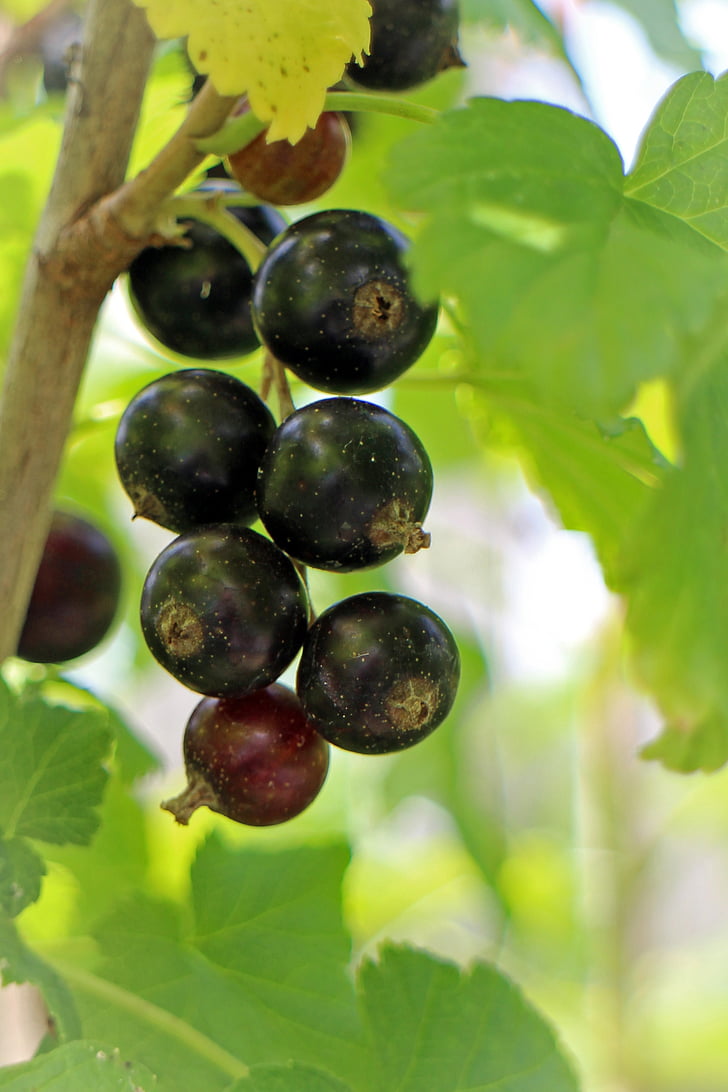 groselha preta, Ribes nigrum, frutas, baga, frutas, comida, natureza