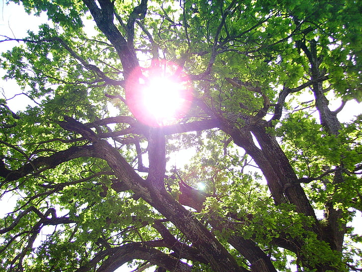 drzewo, Słońce, zielony, światło, Dąb stary