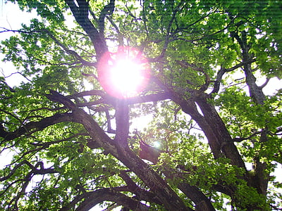 pohon, matahari, hijau, kembali cahaya, oak tua