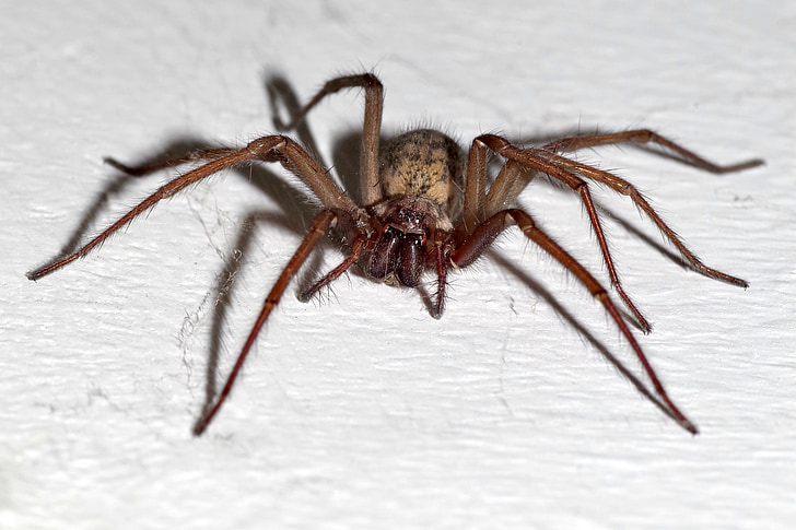 pók, Tegenaria domestica, szörnyű, Arachnophobia, ijesztő, Arachnid, rovar