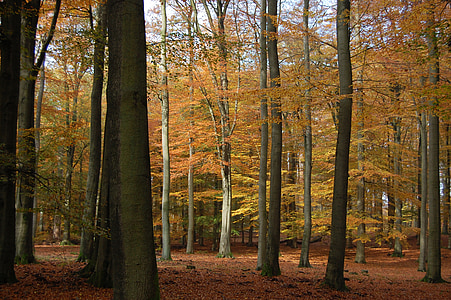 Les, podzim, Příroda