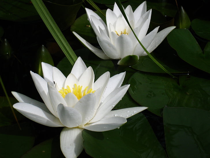water lilies, white, leaf, green, insect, summer, garden