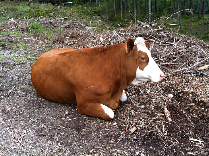 cow, animal, rest, nature, agriculture