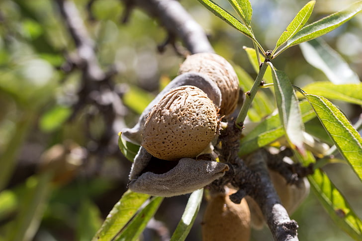 almond, fruit, cultivation, maturation, agriculture, leaves, tree